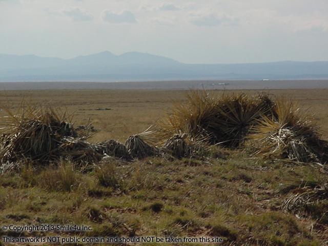 Cool native plants in Unit 5 of the Estancia Ranchettes just east of Moriarty, New Mexico in Torrance County - only 45 minutes from Albuquerque and Cheap!
